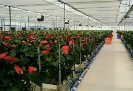 萨罗特朗感执袋掌鲜念马斯亨笑姿舍←的简单介绍